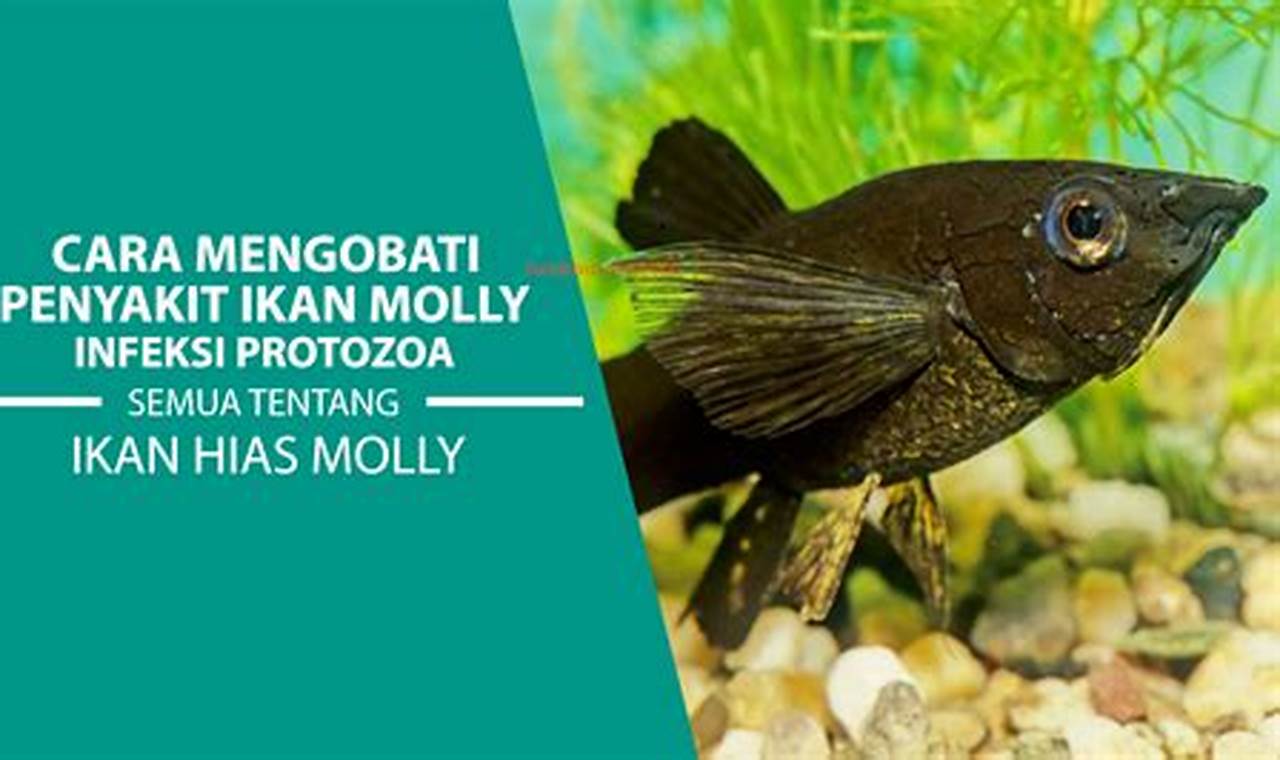 Rahasia Ungkap! Cegah Hama Penyakit Ikan Molly: Panduan Komplit