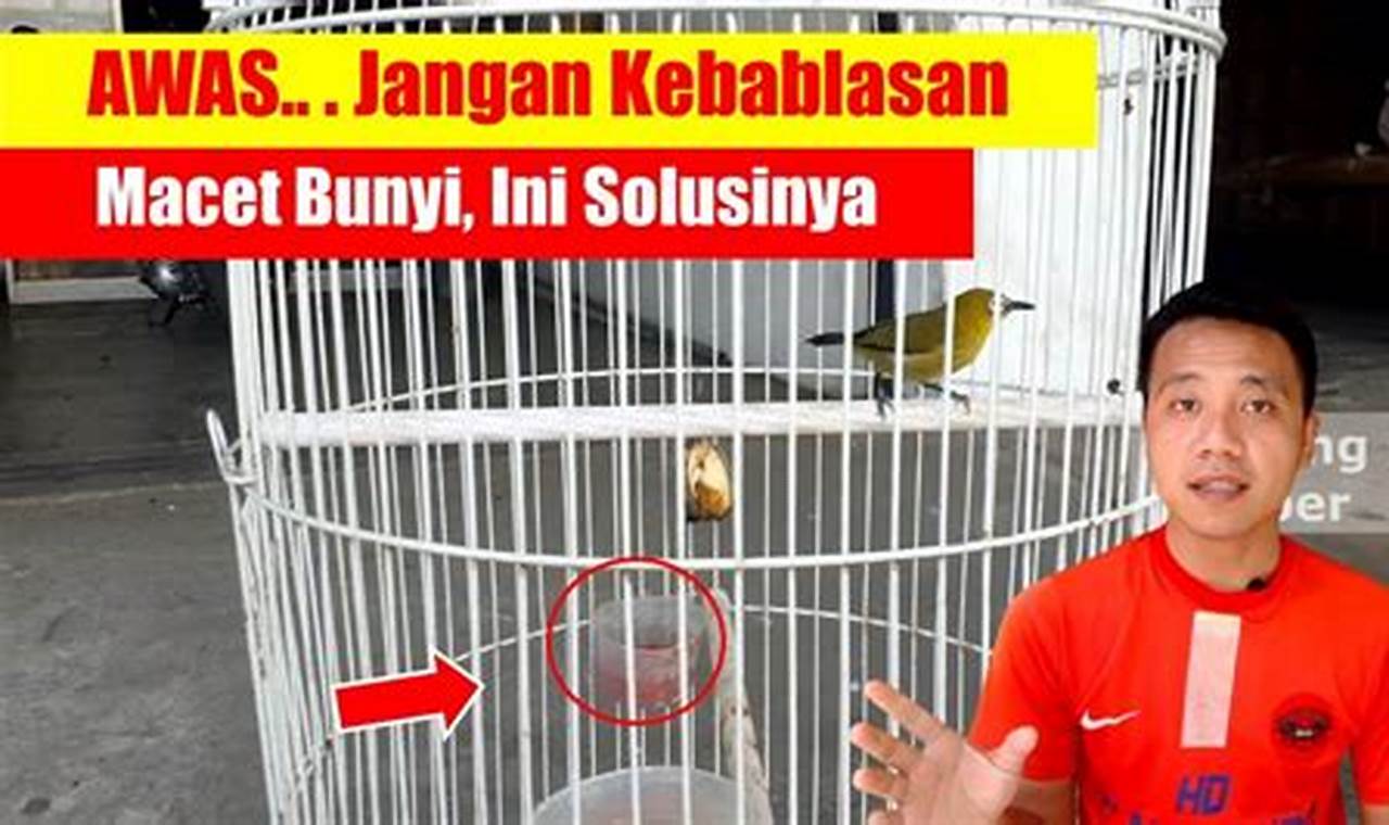 Kupas Tuntas: Cara Jitu Mengatasi Burung Pleci Macet Bunyi