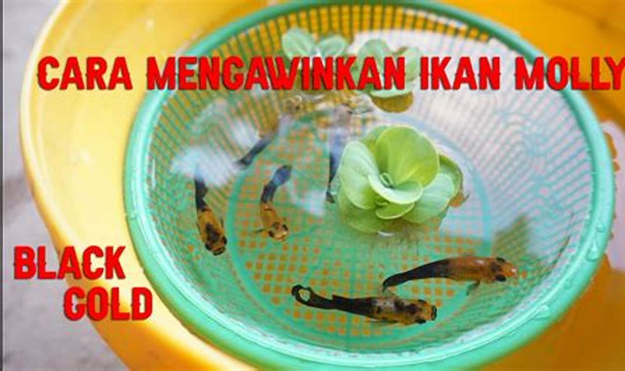 Rahasia Memijahkan Ikan Black Molli dan Molli Kuning yang Mengungkap Keindahan Hibrida