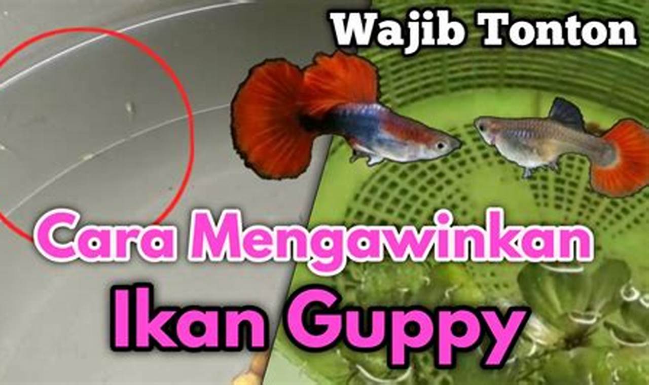 Rahasia Sukses Mengawinkan Silang Ikan Guppy: Temukan Inovasi dan Wawasan Baru!