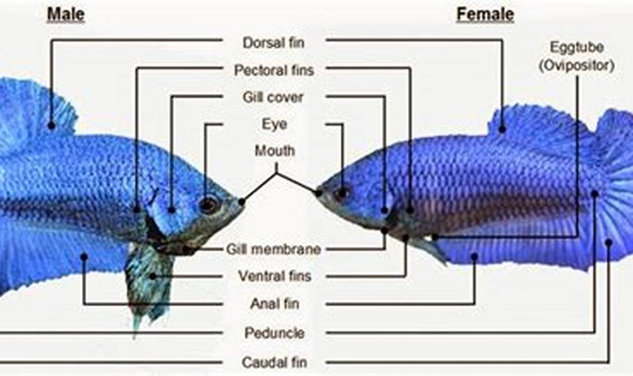 Temukan Cara Jitu Mengenali Jenis Kelamin Ikan Cupang, Dijamin Akurat dan Terbukti!