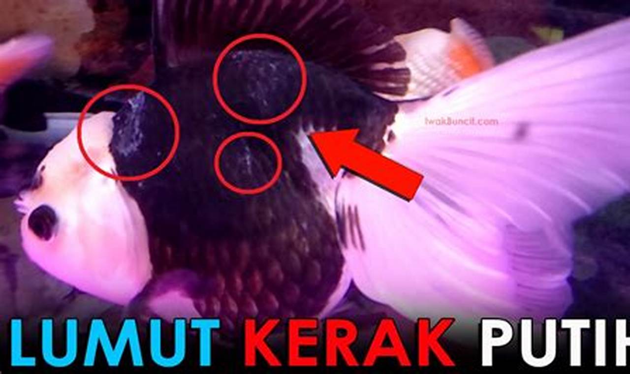 Rahasia Mengatasi Jamur pada Ikan Mas Koki Terungkap!