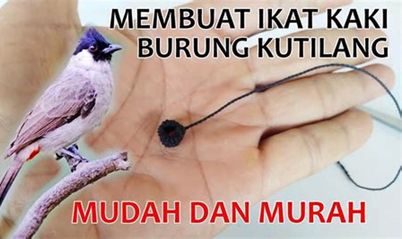 Panduan Lengkap: Cara Tepat Mengikat Kaki Burung Kutilang