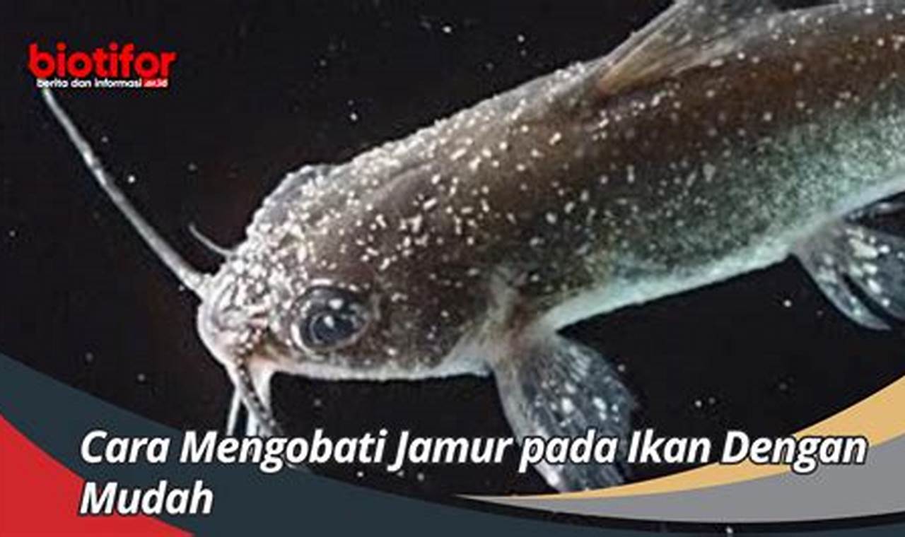 Rahasia Mengatasi Jamur Ikan Komet Terungkap!