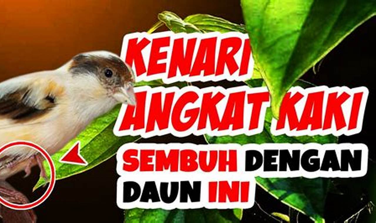 Panduan Lengkap Mengatasi Kaki Burung Kenari Bengkak