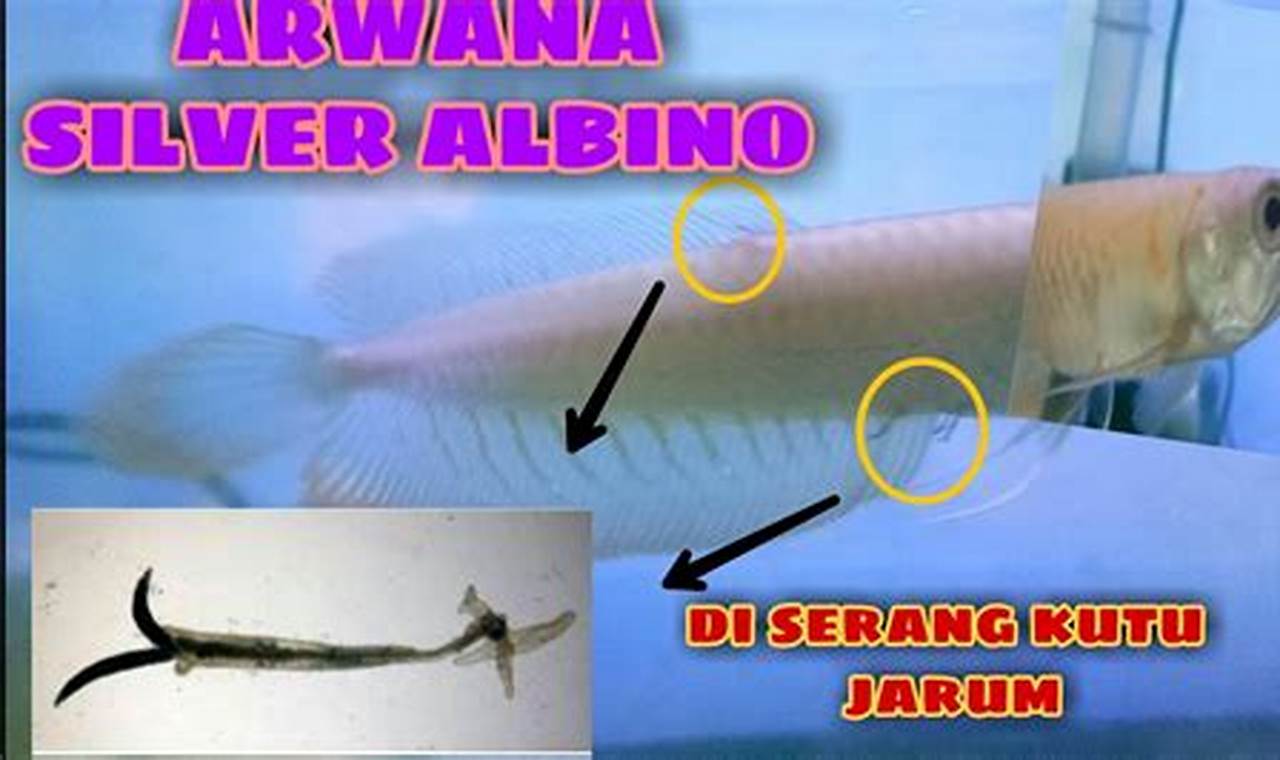 Rahasia Mengatasi Katarak pada Ikan Arwana untuk Penglihatan Jernih