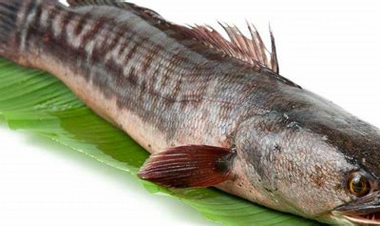 Rahasia Olah Ikan Gabus Lezat untuk Si Kecil, Cerdas dan Sehat!