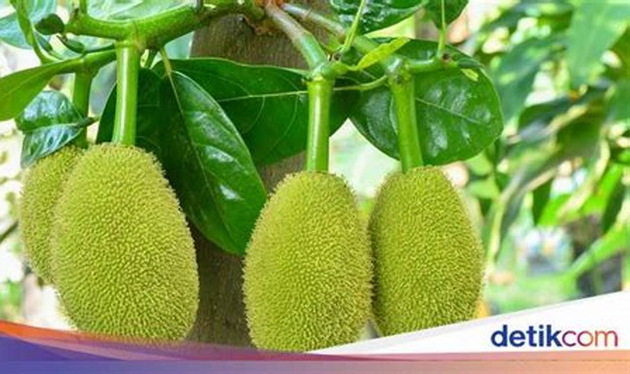 Resep Super Mantap! Cara Olah Nangka Muda yang Bikin Ketagihan