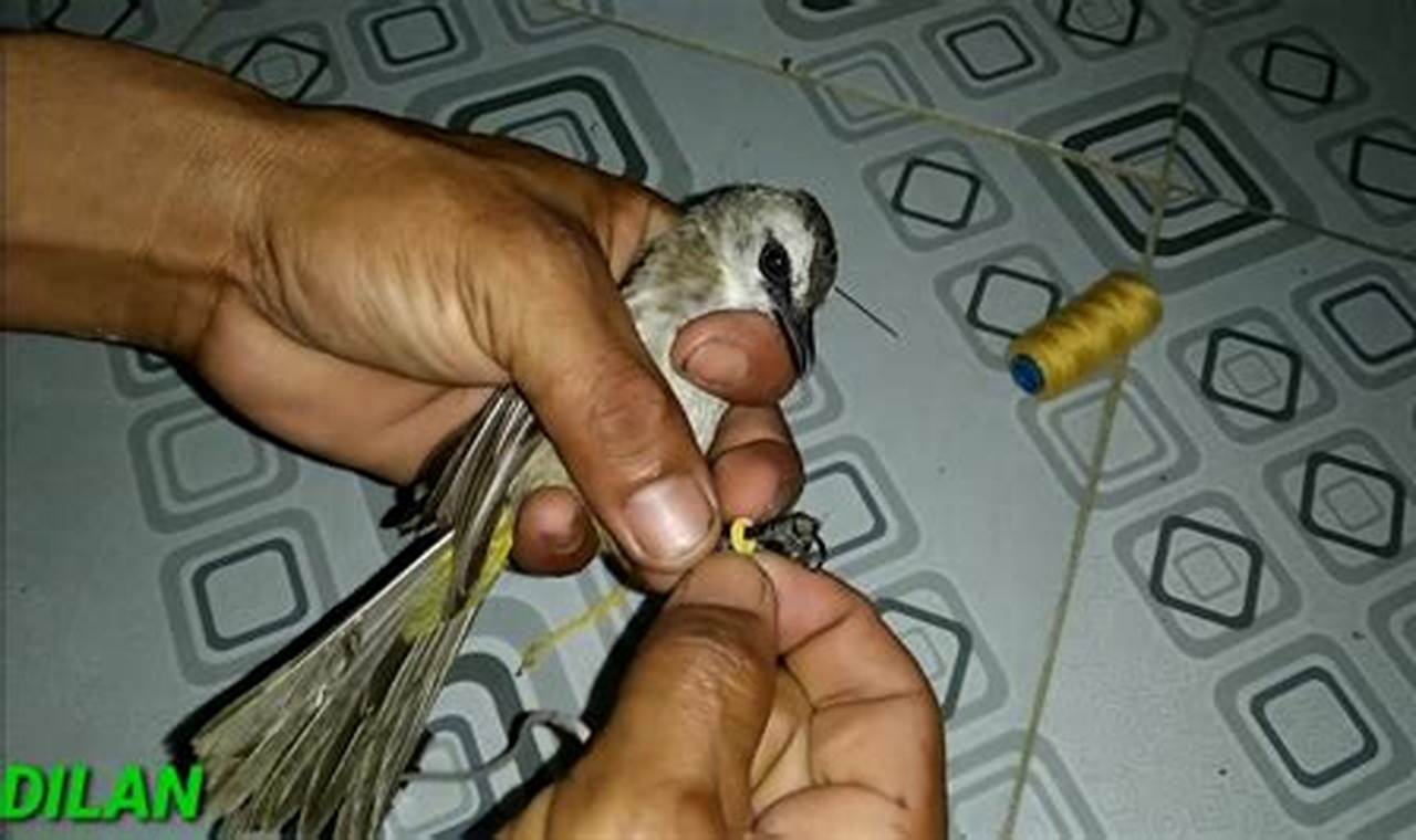 Panduan Menjebak Burung Kutilang Sederhana: Cara Efektif & Aman