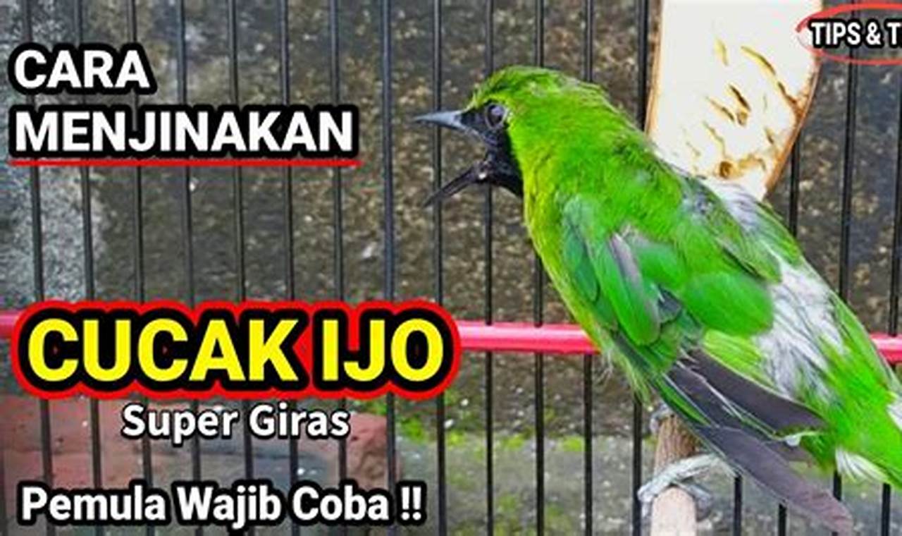 Tips Menjinakkan Paling Ampuh Burung Cucak Ijo Muda Hutan