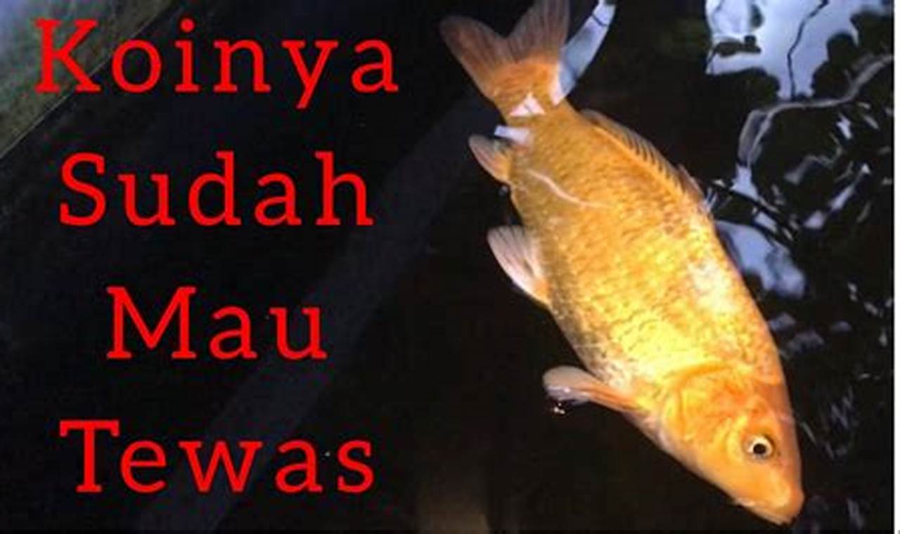 Rahasia Menyelamatkan Ikan Koi yang Sekarat, Penemuan dan Wawasan yang Menjanjikan!