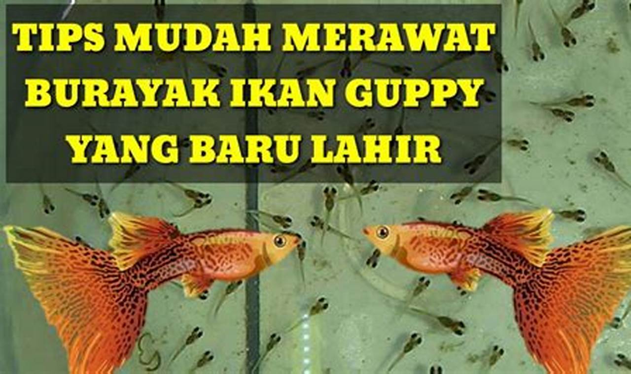 Rahasia Merawat Burayak Ikan Guppy, Dijamin Hidup Sehat!