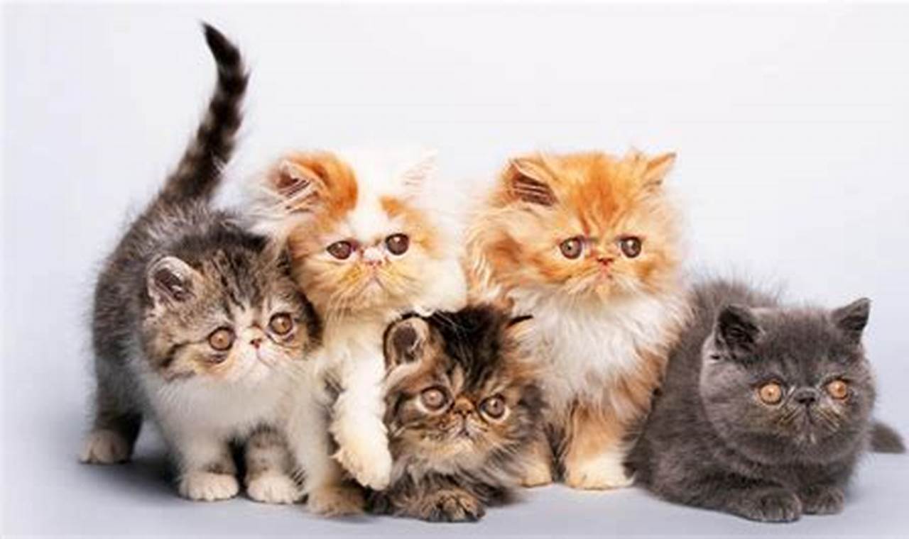 Panduan Lengkap: Cara Merawat Anak Kucing yang Sehat dan Bahagia