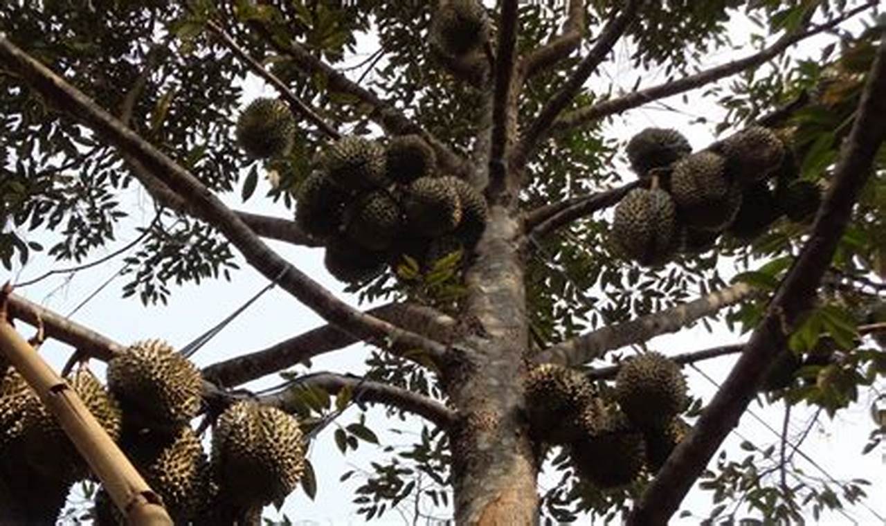 Cara Merawat Bunga Durian Agar Menjadi Buah