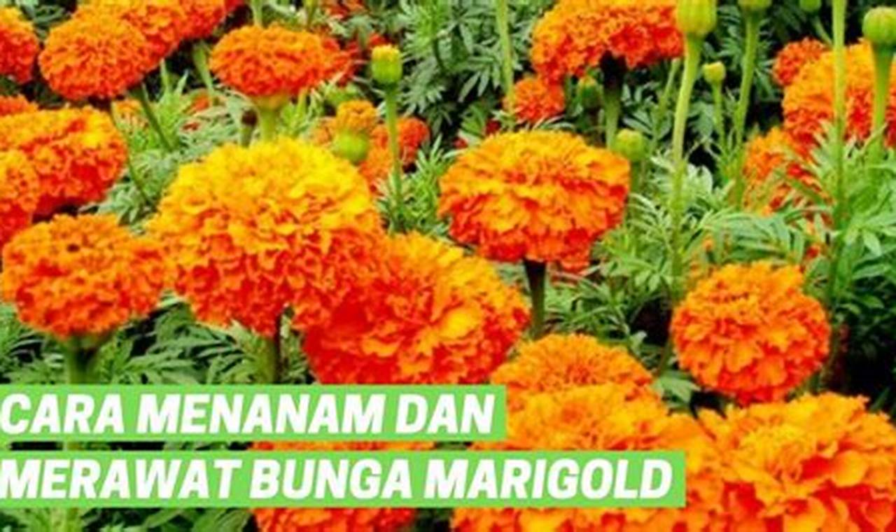 Cara Merawat Bunga Marigold