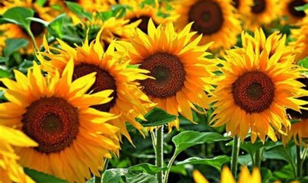 Cara Merawat Bunga Matahari Mini