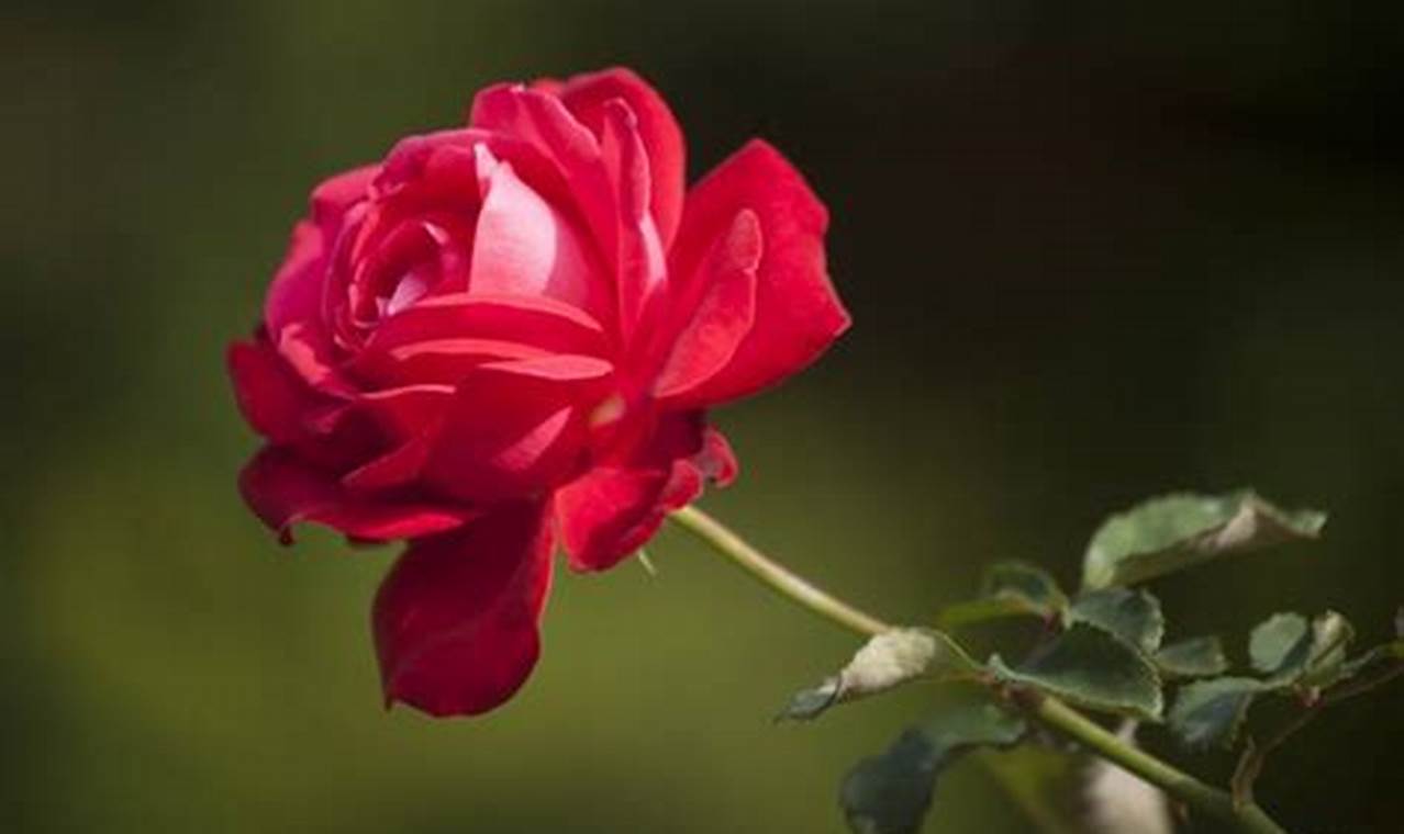 Cara Merawat Bunga Mawar Yang Baru Dibeli