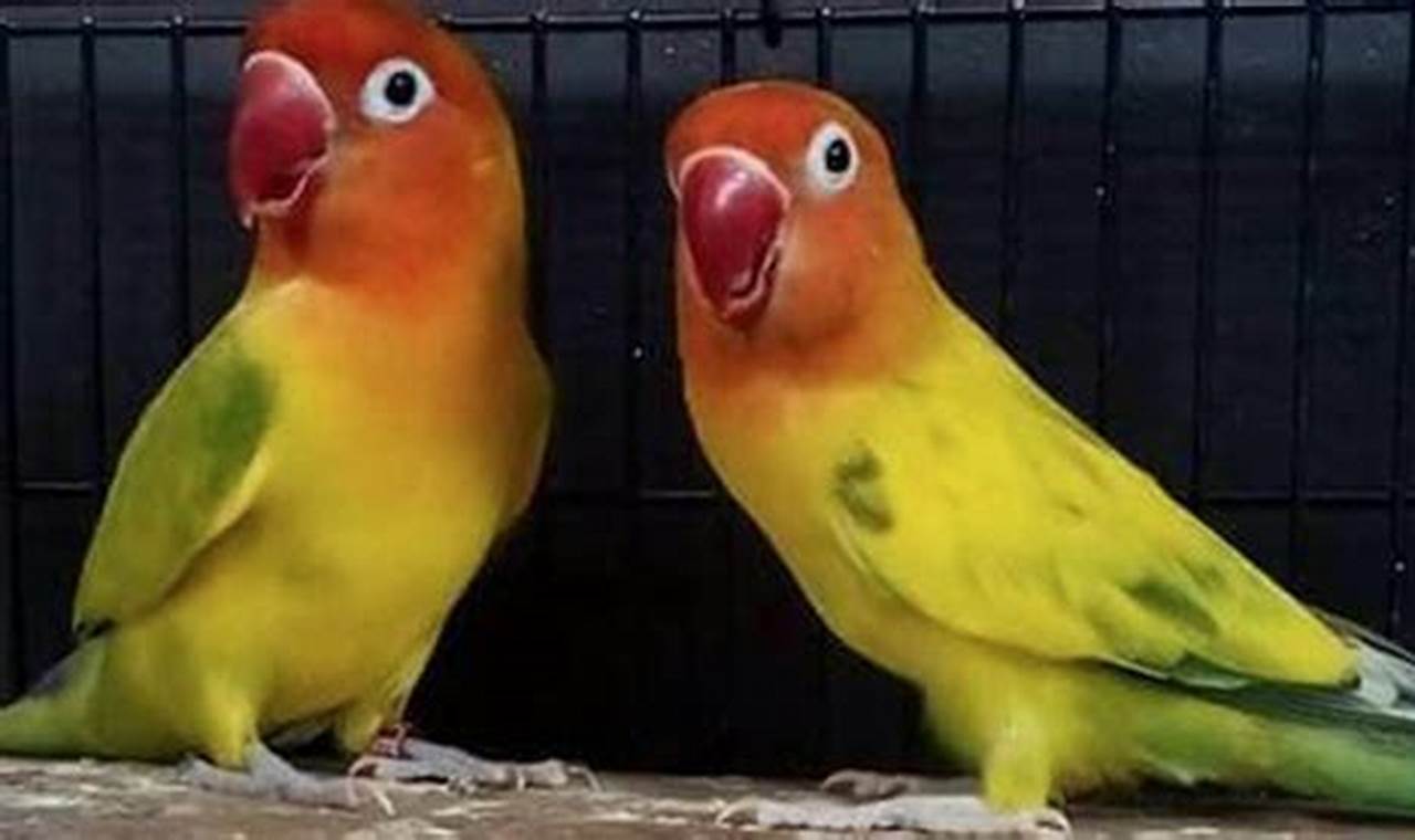 Panduan Lengkap: Cara Merawat Burung Lovebird Kekekan
