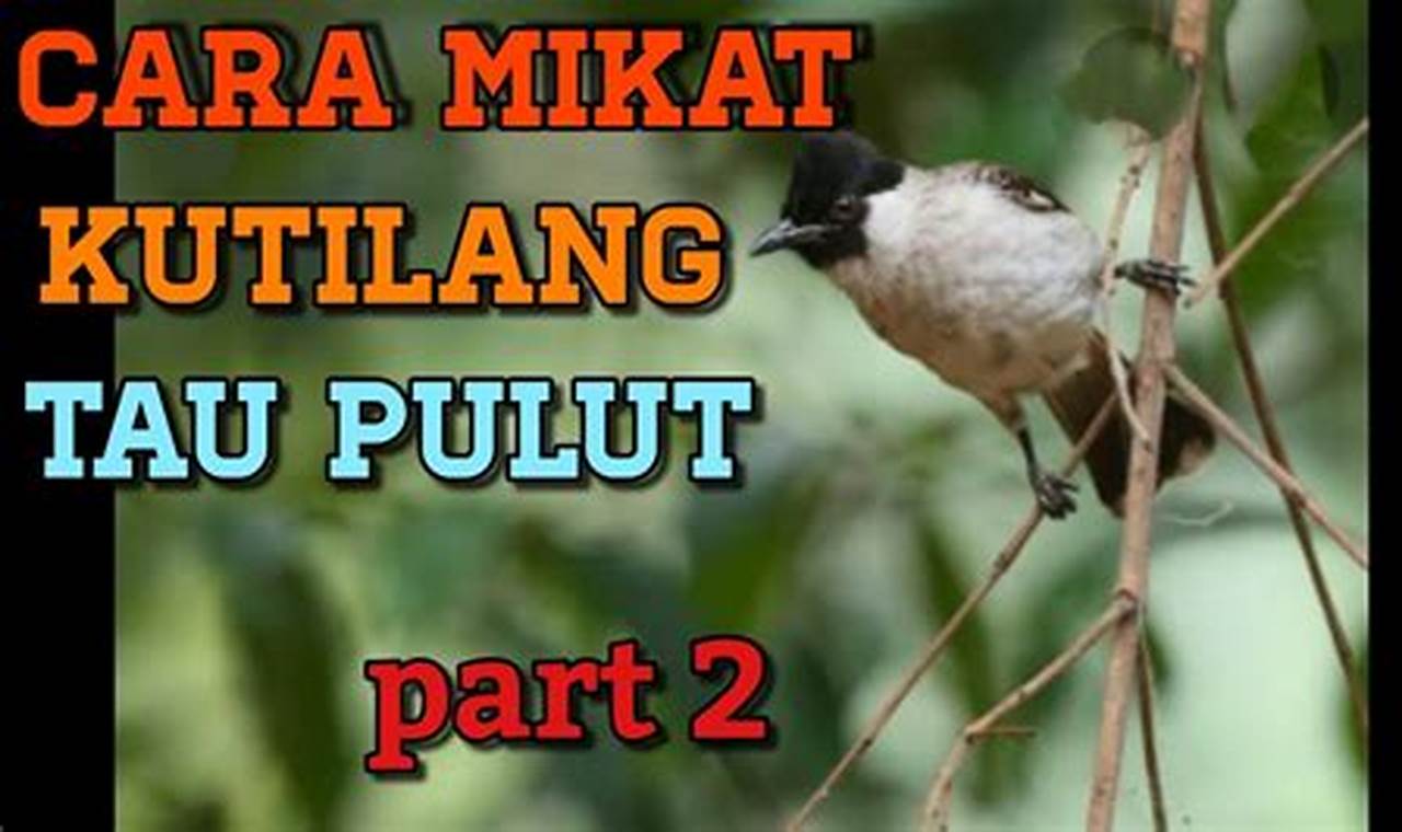 Cara Mudah Mikat Burung Perkutut Liar