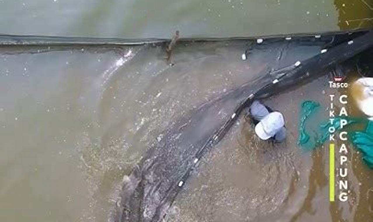 Rahasia Panen Ikan Arwana yang Bikin Untung Melimpah