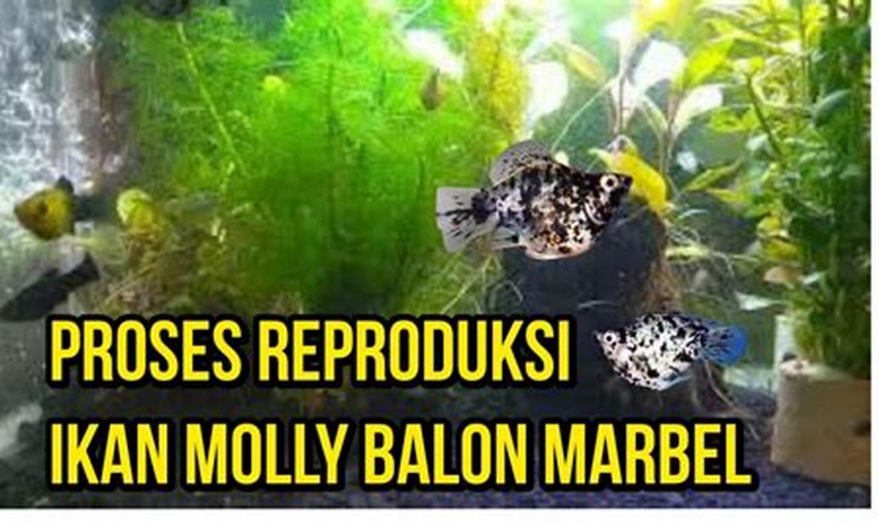 Rahasia Terungkap: Panduan Lengkap Cara Reproduksi Ikan Molly