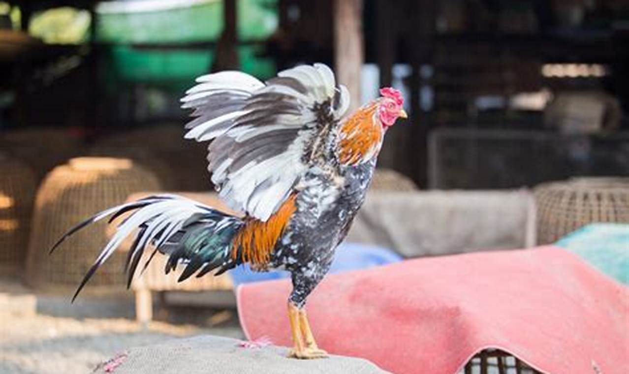 Panduan Membeternak Ayam Bangkok Sukses