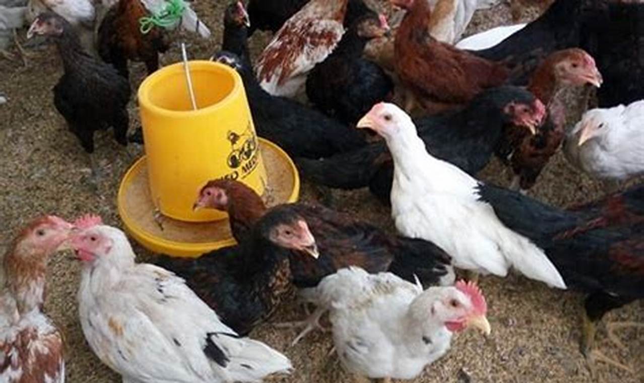 Panduan Cepat Ternak Ayam Jawa untuk Panen Kilat