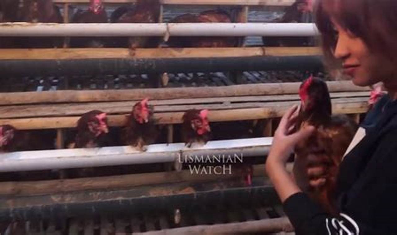 Cara Ampuh Ternak Ayam Petelur Skala Kecil untuk Pemula