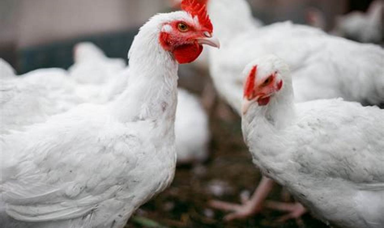 Cara Cepat Panen Ayam Potong untuk Pemula