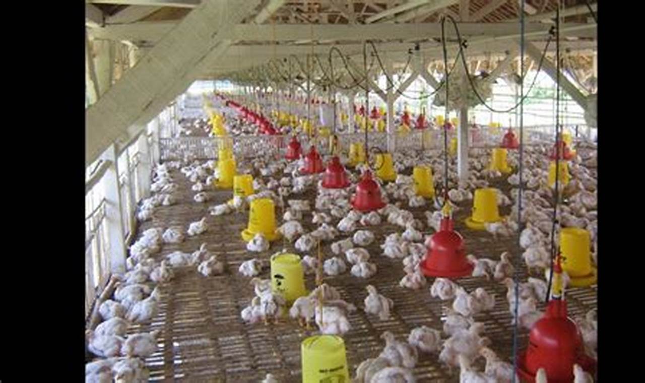Rahasia Sukses Beternak Ayam Potong Rumahan untuk Pemula
