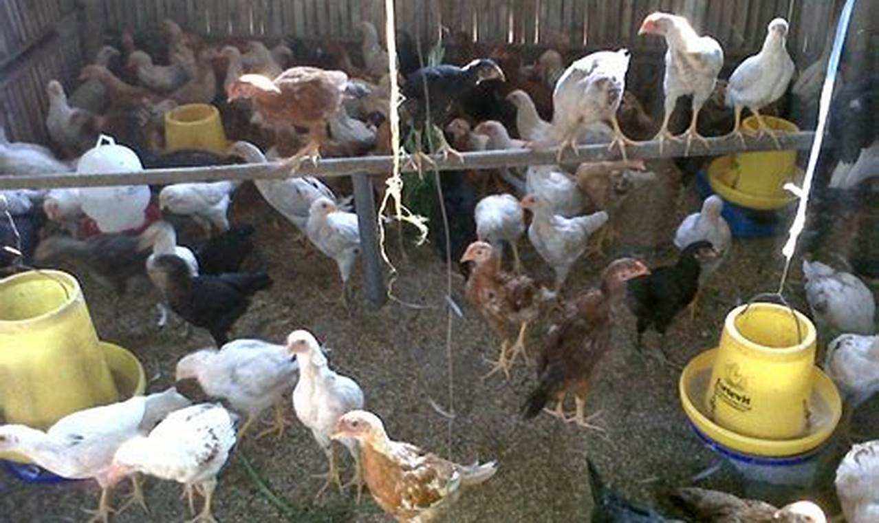 Rahasia Cara Ternak Ayam Potong Sederhana untuk Pemula