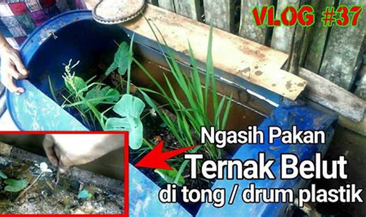 Panduan Lengkap Cara Beternak Belut dalam Tong Plastik