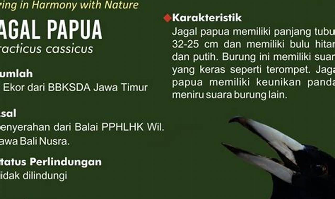 Panduan Lengkap Cara Ternak Burung Jagal Papua Bagi Pemula