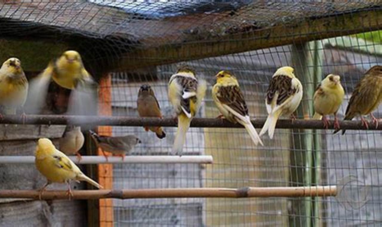 Panduan Lengkap Cara Ternak Burung Kenari Cepat Bertelur