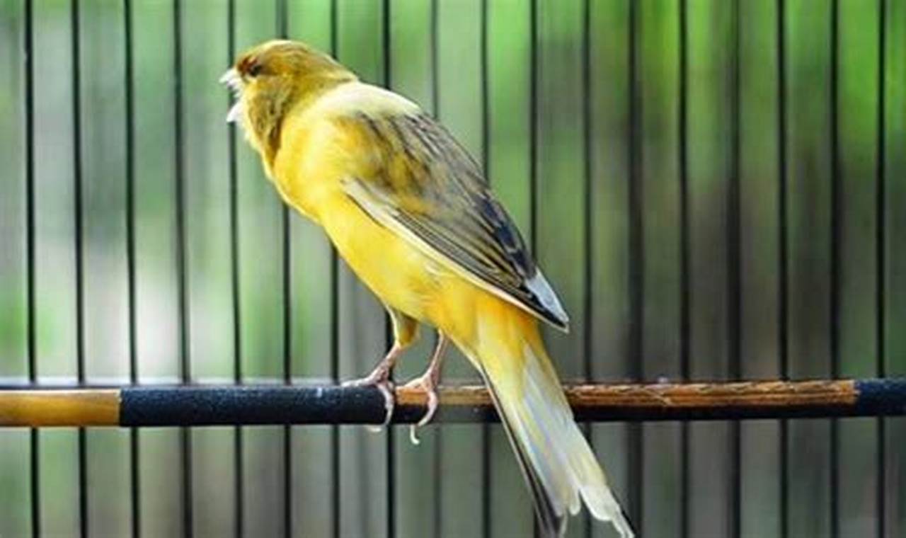 Panduan Lengkap: Cara Ternak Burung Kenari bagi Pemula