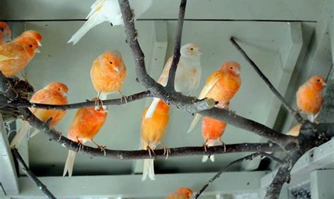 Cara Ternak Burung Kenari Sistem Koloni: Panduan Lengkapnya