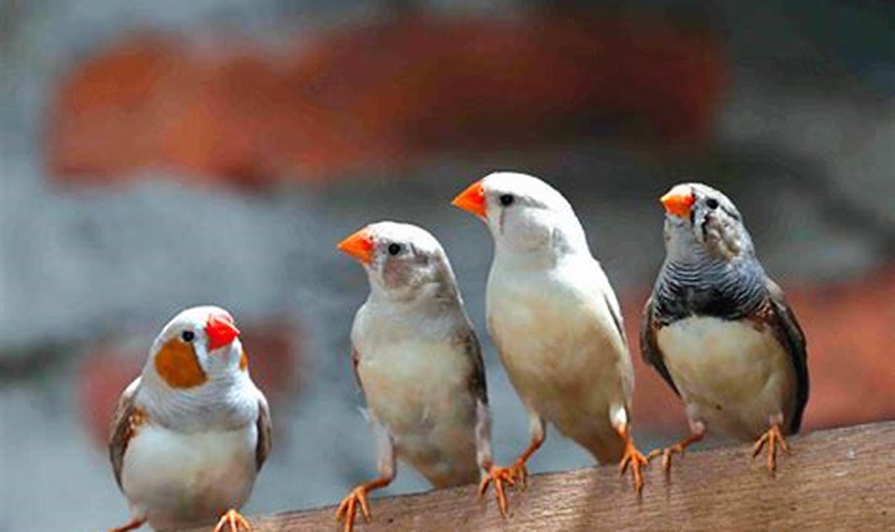 Panduan Lengkap Cara Beternak Burung Zebra Finch