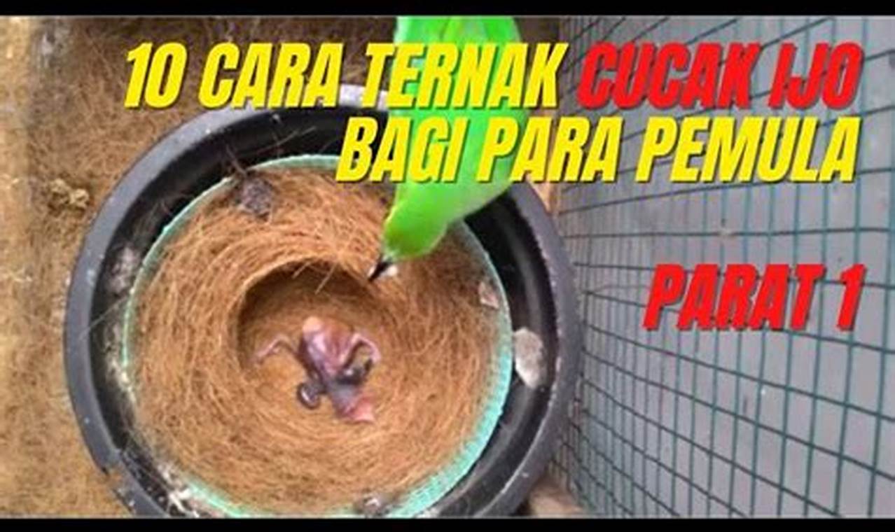 Panduan Lengkap Cara Beternak Cucak Ijo Mini