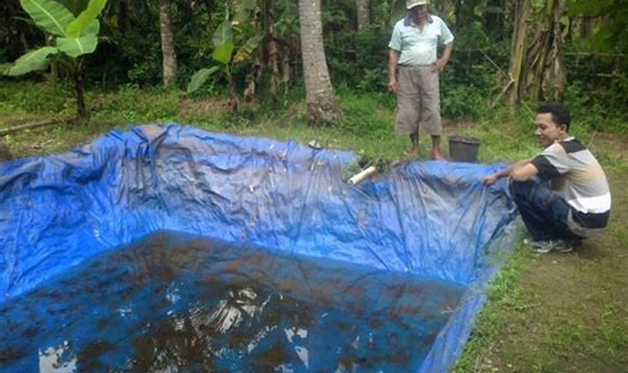 Panduan Lengkap Cara Ternak Ikan Gabus di Kolam Terpal