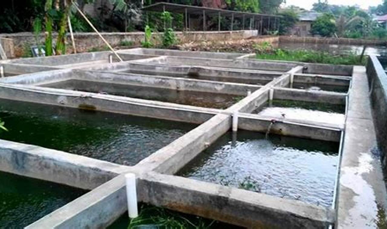 Panduan Lengkap Cara Beternak Ikan Lele di Kolam