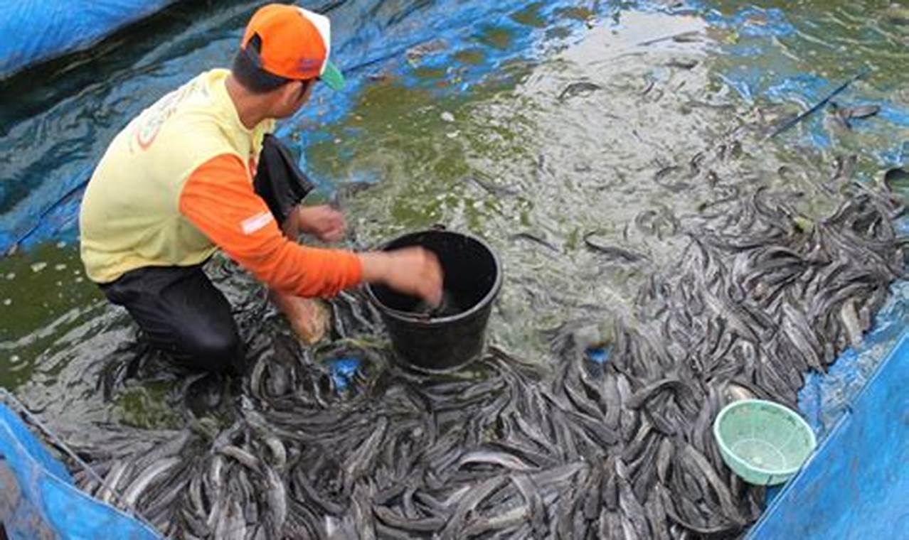 Panduan Lengkap: Cara Budidaya Ikan Lele yang Benar