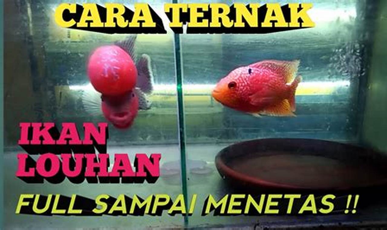 Rahasia Budidaya Ikan Louhan, Temukan Teknik Jitu!