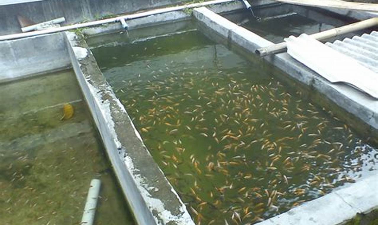 Panduan Lengkap Cara Beternak Ikan Mas di Kolam untuk Pemula
