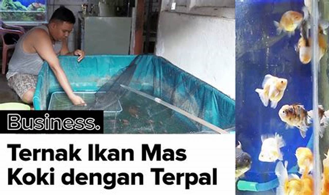 Cara Ampuh Ternak Ikan Mas Kecil yang Menguntungkan