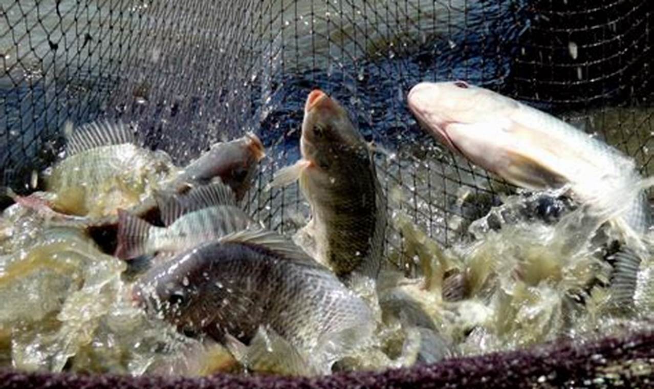 Panduan Lengkap Cara Beternak Ikan Nila untuk Pemula