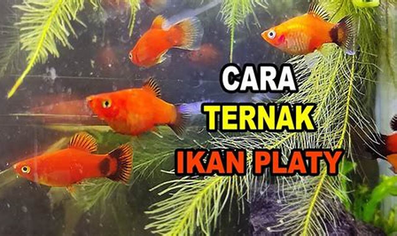 Panduan Lengkap: Cara Ternak Ikan Platy Pedang untuk Pemula