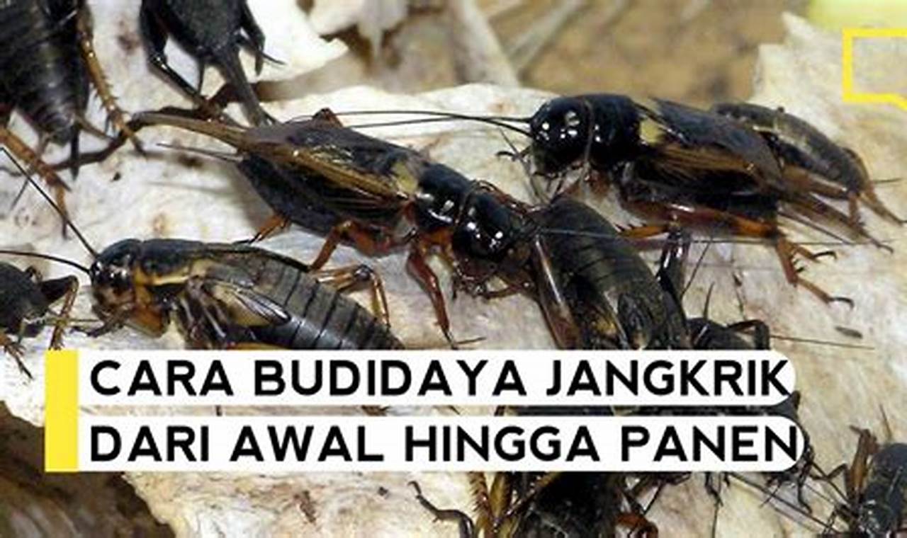 Panduan Lengkap: Cara Ternak Jangkrik dari Nol untuk Pemula