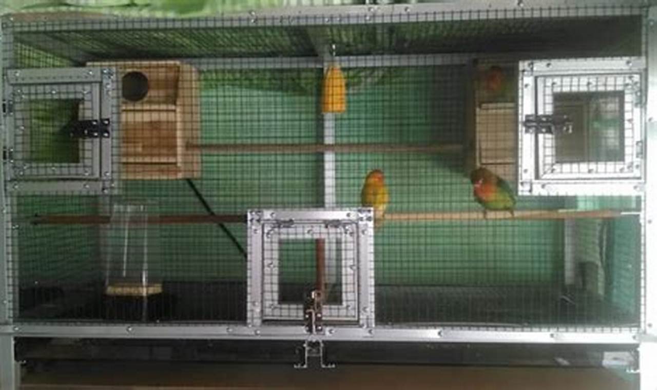 Panduan Lengkap: Cara Ternak Lovebird dalam Kamar dengan Mudah