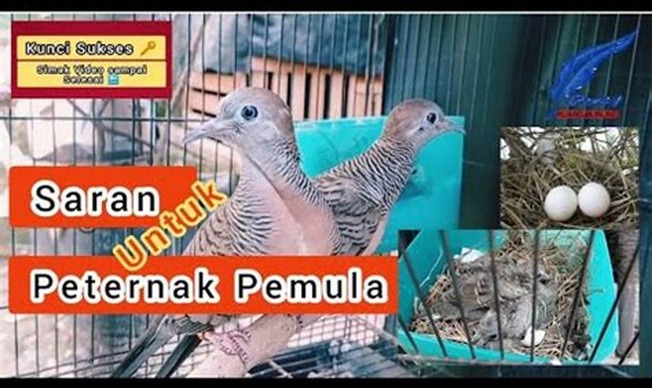 Panduan Cara Ternak Perkutut Benar untuk Pemula