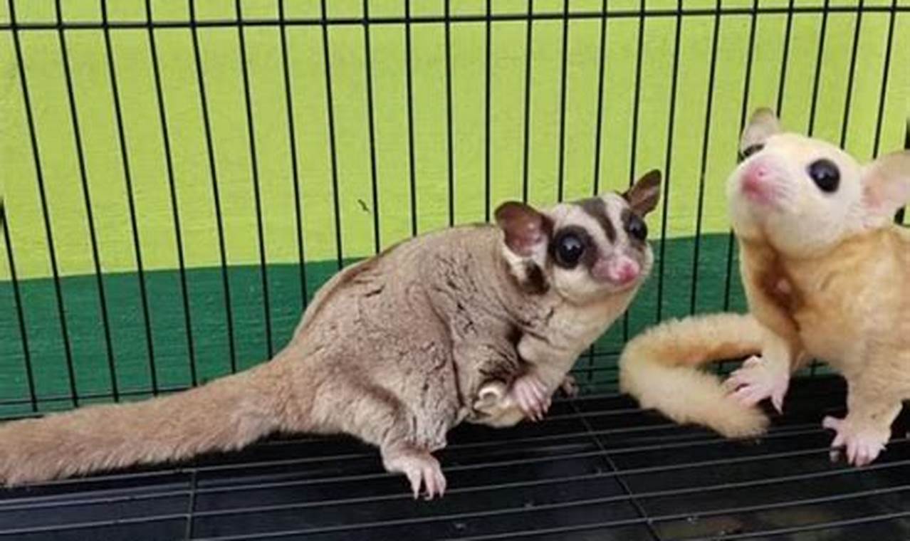 Panduan Lengkap: Cara Beternak Sugar Glider Koloni yang Sukses